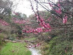 -西湖风景区-江洋畈生态公园