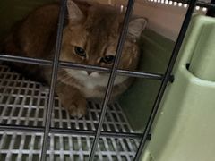 -萌兽医馆·宠物医院·猫骨科(创景店)