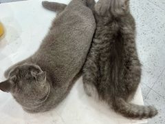 -喵园·猫主题咖啡厅·撸猫·猫咖(国贸店)