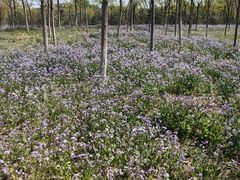 -苏家坨柳林村二月兰花海
