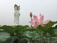 -白洋淀景区