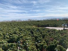 -凤凰山国家森林公园