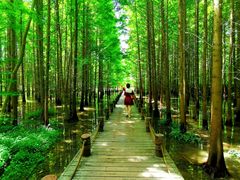 -桤木河湿地公园