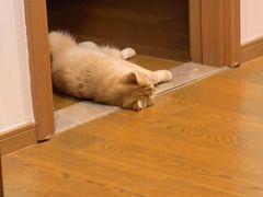 -欣宠猫屋·矮脚拿破仑·蓝金金渐层