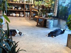 -自由生长植物工作室(深港花卉中心店)