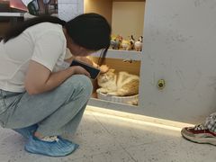 -喵园·猫主题咖啡厅·撸猫·猫咖(国贸店)