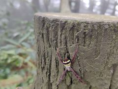 -綦江古剑山