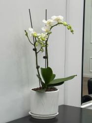 -时尚殿堂salon