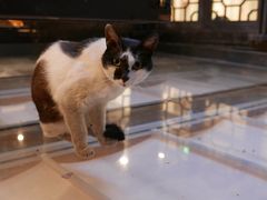 -猫的天空之城概念书店(杭州南宋御街店)