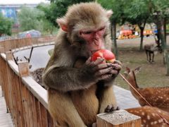 -北京鹿世界主题园