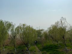 -合肥滨湖国家森林公园