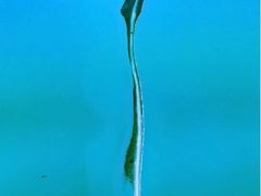 -红双喜海鲜淮扬菜·港城美食名片(海昌北路店)