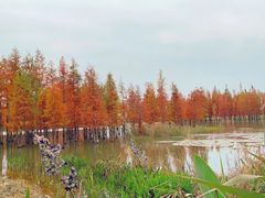 -白鹭湾湿地公园