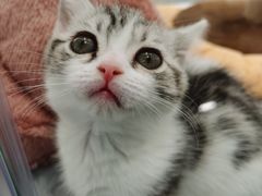 -babydoll猫舍·米努特·德文·缅因(久光中心店)