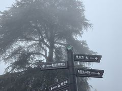 -缙云山景区