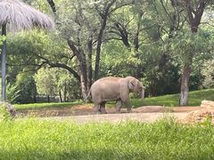 -北京野生动物园
