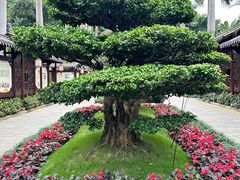 -金花茶公园