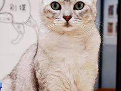 -有喵·猫咖·狗咖·30几只猫10只小狗(岗厦店)