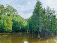 -番禺大夫山森林公园