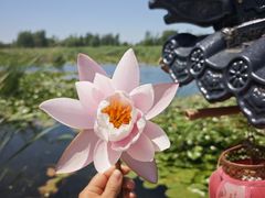 -白洋淀景区