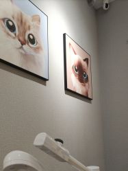 -洗脸猫·洗脸吧