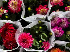 -桂林市花鸟市场