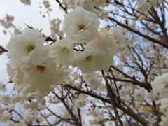 -天适樱花悠乐园