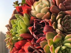 -双季花艺园艺市场(浦东店)