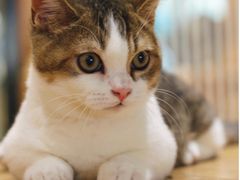 -藏猫猫咖啡主题馆(中央大道店)