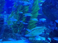 -芜湖新华联大白鲸海洋公园