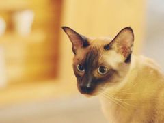 -猫咖时代(中山亭店)