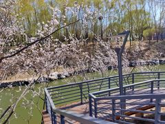 -大兴滨河森林公园