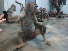 -西安秦岭野生动物园