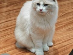 -MOCHA明星猫咖(田子坊店)