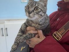 -瑞派福兴宠物医院犬猫全科·骨科·中西医结合(河东店)