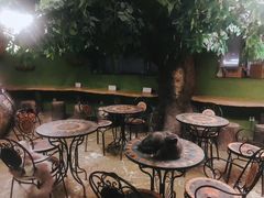 -猫猫幼稚园·撸猫·桌游·电玩