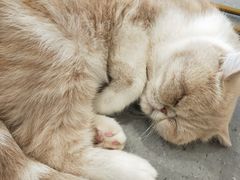 -飞行喵MR PILOT|猫舍·猫咖(静安大融城店)
