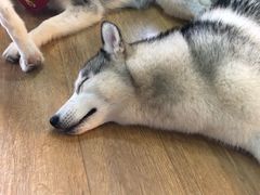 -Husky Go! 哈士奇体验馆·宠物咖啡厅狗咖