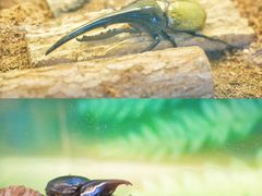 -正佳雨林生态植物园
