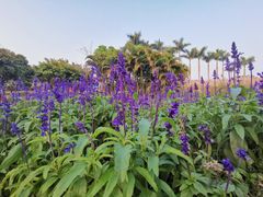 -广州莲花山旅游区