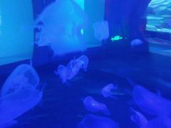-顺德南宏海立方海洋公园