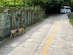 -上海野生动物园
