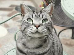 -喵屿·大理花园猫咖