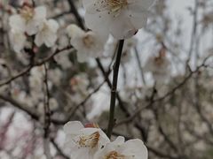 -香雪海