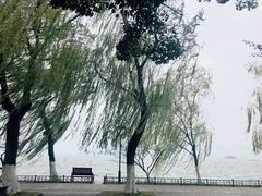 -柳浪闻莺公园