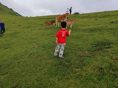 -大姆山草场