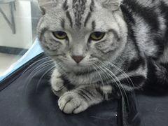 -康乐宝动物医院