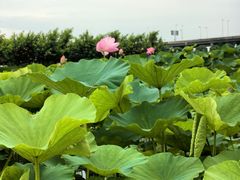 -荷塘月色湿地公园·向阳花洲