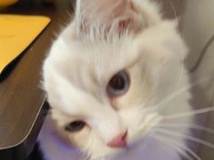 -猫大福·Fortune Cat猫舍(百子湾店)