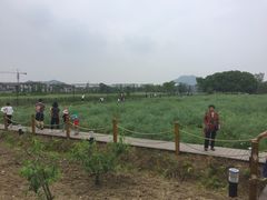 -田园东方蜜桃村的田野营地